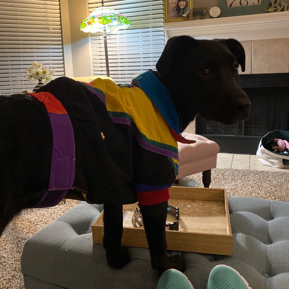 š¾Retro Doggy Jacket š¾ - Picture 7 of 7